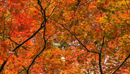 Autum, acer leaves, japan